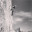 mazzo_onpeak